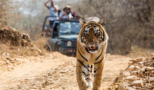 Bandhavgarh